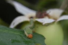 Attēlu rezultāti vaicājumam “Allantus cinctus”