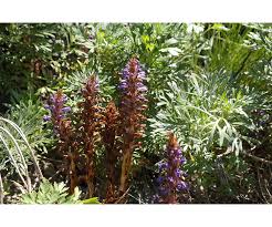Attēlu rezultāti vaicājumam “Orobanche coerulescens flower”