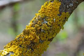 Attēlu rezultāti vaicājumam “Xanthoria parietina”