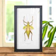 Attēlu rezultāti vaicājumam “Nepa cinerea nymph”