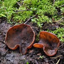 Attēlu rezultāti vaicājumam “Peziza badia”