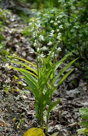 Attēlu rezultāti vaicājumam “Cephalanthera longifolia”