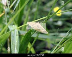 Attēlu rezultāti vaicājumam “Sitochroa verticalis”