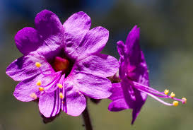 Attēlu rezultāti vaicājumam “Bulbochaete mirabilis”