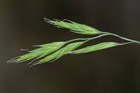 Attēlu rezultāti vaicājumam “Festuca rubra subsp. rubra fruit”