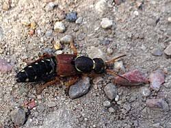 Attēlu rezultāti vaicājumam “Staphylinus erythropterus”