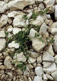 Attēlu rezultāti vaicājumam “Polygonum arenastrum flower”