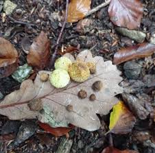 Attēlu rezultāti vaicājumam “Cynips quercusfolii”