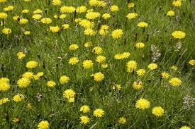 Attēlu rezultāti vaicājumam “Hieracium vulgatum leaf”