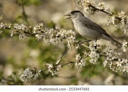 Attēlu rezultāti vaicājumam “Sylvia atricapilla male”