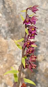 Attēlu rezultāti vaicājumam “Epipactis atrorubens fruit”