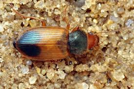 Attēlu rezultāti vaicājumam “Diachromus germanus”