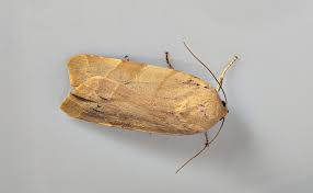 Attēlu rezultāti vaicājumam “Noctua fimbriata”