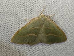 Attēlu rezultāti vaicājumam “Hylaea fasciaria”