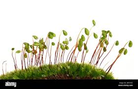 Attēlu rezultāti vaicājumam “Ceratodon purpureus sporophyte”