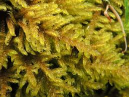 Attēlu rezultāti vaicājumam “Palustriella decipiens”