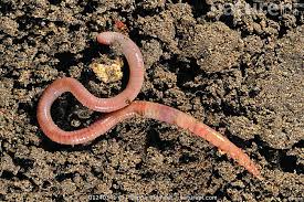 Attēlu rezultāti vaicājumam “Lumbricus terrestris”