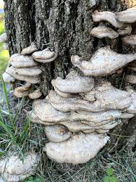 Attēlu rezultāti vaicājumam “Bjerkandera fumosa”