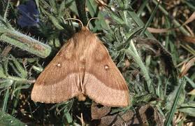 Attēlu rezultāti vaicājumam “Lasiocampa trifolii male”