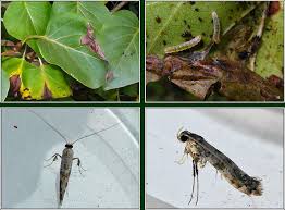 Attēlu rezultāti vaicājumam “Gracillaria syringella imago”