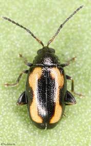 Attēlu rezultāti vaicājumam “Phyllotreta sp.”