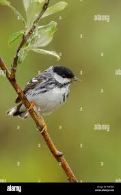 Image result for Dendroica striata