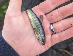 Image result for Bollington & Royal Oak Angling Society