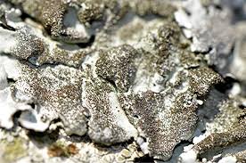 Attēlu rezultāti vaicājumam “Parmelina tiliacea”