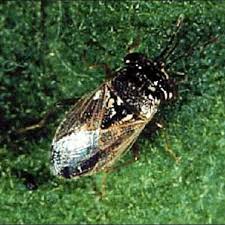 Attēlu rezultāti vaicājumam “Lygaeidae”