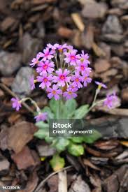 Attēlu rezultāti vaicājumam “Primula farinosa flower”