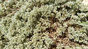 Attēlu rezultāti vaicājumam “Scleranthus perennis bud”