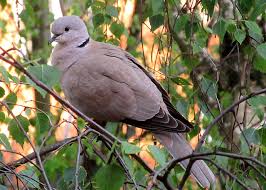 Attēlu rezultāti vaicājumam “Streptopelia decaocto”