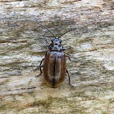 Attēlu rezultāti vaicājumam “Lochmaea caprea”