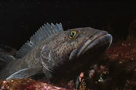 Image result for Ophiodon elongatus