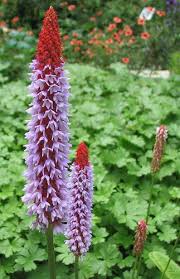 Attēlu rezultāti vaicājumam “Primula veris var. rubra flower”