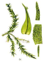 Attēlu rezultāti vaicājumam “Conardia compacta”