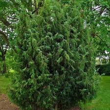 Attēlu rezultāti vaicājumam “Juniperus communis”