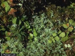 Attēlu rezultāti vaicājumam “Saelania glaucescens”