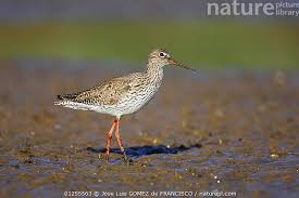 Attēlu rezultāti vaicājumam “Tringa totanus”