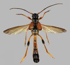 Attēlu rezultāti vaicājumam “Necydalis major”