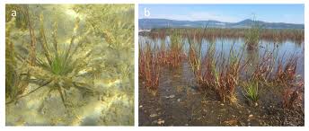 Attēlu rezultāti vaicājumam “Isoetaceae”