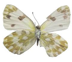 Attēlu rezultāti vaicājumam “Pontia edusa underside”