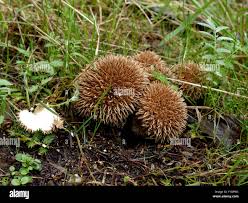 Attēlu rezultāti vaicājumam “Lycoperdon echinatum”