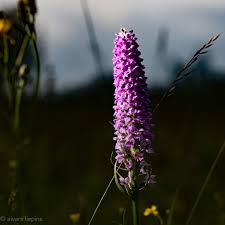 Attēlu rezultāti vaicājumam “Dactylorhiza maculata bud”
