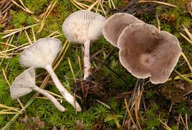 Attēlu rezultāti vaicājumam “Cantharellula umbonata”