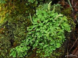 Attēlu rezultāti vaicājumam “Cladonia ochrochlora”