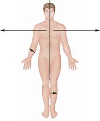 Image result for body midline