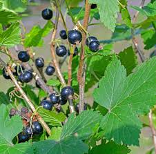 Attēlu rezultāti vaicājumam “Ribes nigrum”