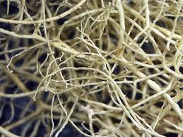 Attēlu rezultāti vaicājumam “Ramalina thrausta”