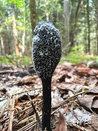 Attēlu rezultāti vaicājumam “Cordyceps ophioglossoides”